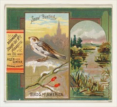 Snow Bunting, from the Birds of America series (N37) for Allen & Ginter Cigarettes, 1888.