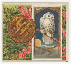 Snowy Owl, from the Birds of America series (N37) for Allen & Ginter Cigarettes, 1888.