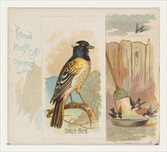 Stitch Bird, from the Song Birds of the World series (N42) for Allen & Ginter Cigarettes, 1890.