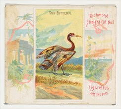 Sun Bittern, from Birds of the Tropics series (N38) for Allen & Ginter Cigarettes, 1889.