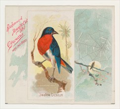 Swallow Dicaeum, from the Song Birds of the World series (N42) for Allen & Ginter Cigarettes, 1890.