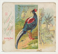 Swinhoe Pheasant, from Birds of the Tropics series (N38) for Allen & Ginter Cigarettes, 1889.
