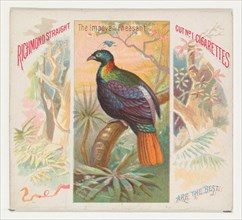 The Impeyan Pheasant, from Birds of the Tropics series (N38) for Allen & Ginter Cigarettes, 1889.