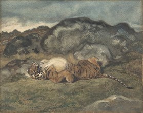 Tiger Rolling on Its Back, 1810-75.