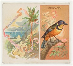 Torquata, from Birds of the Tropics series (N38) for Allen & Ginter Cigarettes, 1889.