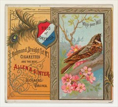 Whip-poor Will, from the Birds of America series (N37) for Allen & Ginter Cigarettes, 1888.