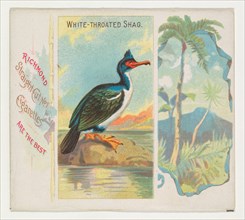 White-Throated Shag, from Birds of the Tropics series (N38) for Allen & Ginter Cigarettes, 1889.