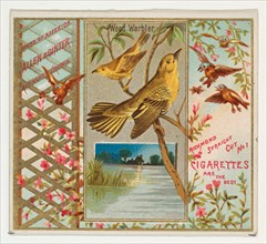 Wood Warbler, from the Birds of America series (N37) for Allen & Ginter Cigarettes, 1888.
