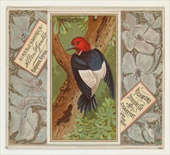 Woodpecker, from the Birds of America series (N37) for Allen & Ginter Cigarettes, 1888.