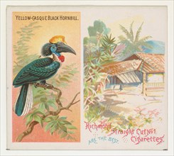 Yellow-Casque Black Hornbill, from Birds of the Tropics series (N38) for Allen & Ginter Cigarettes, 1889.