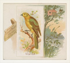 Yellow-head, from the Song Birds of the World series (N42) for Allen & Ginter Cigarettes, 1890.