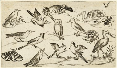 Twelve types of birds, including an owl and pelican, individually labelled and positioned on a minimal ground surrounded by a moth, butterfly, and ladybug, after 1557. From Douce Ornament Prints Album...