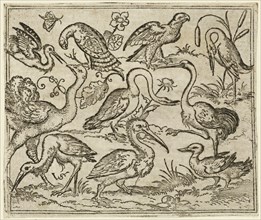 Ostrich on left side with nine other birds, including a heron and a pelican, depicted on a minimal ground with patches of foliage around some of the birds, 1557. From Douce Ornament Prints Album I.