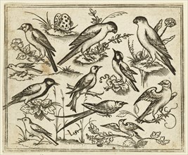 Eleven birds sitting on patches of flowering foliage and small branches on a minimal ground with a butterfly, 1557. From Douce Ornament Prints Album I.