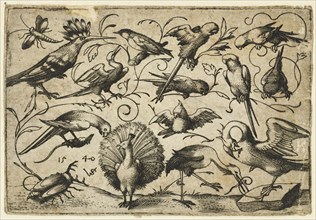 Ten birds on small foliage tendrils with a stork tying a tendril around a pelican?s leg, a peacock, and a large beetle in the foreground, 1540. From Douce Ornament Prints Album I.
