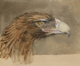 The Head of a common Golden Eagle, from Life, 8 - 11 September 1870.