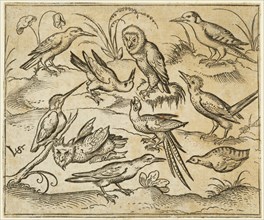 Ten birds sitting on branches and patches of grass, including two owls and a bird with long tail feathers chirping with head back in centre, 1557. From Douce Ornament Prints Album I.
