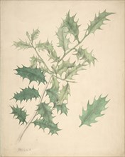 Holly Leaves, 19th century.
