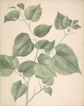 Leaves, 19th century.