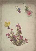 Heather, Sweet Peas and Butterfly, 19th century.