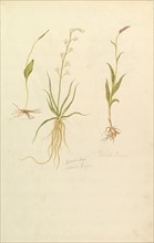 Botanical Studies (recto); Botanical Studies (verso), ca. 1820.