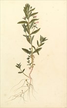 Botanical Study, ca. 1820.