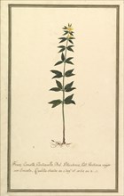 Botanical Study of a type of Yellow Gentian (genus Gentiana Major) (recto); Botanical Study of the Ascyrum Hypericoides (verso), ca. 1820.