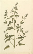 Botanical Study with a Species of the Nettle Family (genus Urtica), ca. 1820.