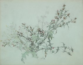 Study of a Flowering Thistle, 1846.