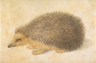A Hedgehog (Erinaceus roumanicus), before 1584.