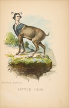 Little Dear, from The Comic Natural History of the Human Race, 1851.
