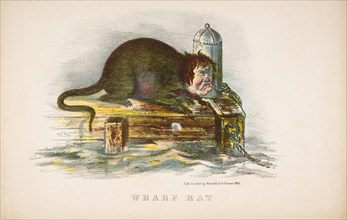 Wharf Rat, from The Comic Natural History of the Human Race, 1851.