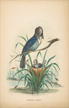 Widow Bird, from The Comic Natural History of the Human Race, 1851.