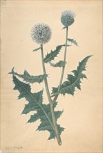 Study of a Thistle, before 1822.