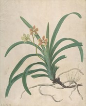 Study of an Orchid, "Vanda Roxburgia", before 1822.
