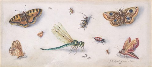 Insects, Butterflies, and a Dragonfly, 17th century.