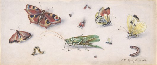 Insects, Butterflies, and a Grasshopper, 17th century.