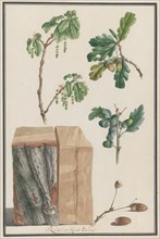 Studies of the blossoms, fruits and trunk of an English oak (Quercus robur), 1788.
