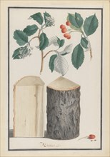 Studies of the leaves, blossoms, fruits and trunk of a whitebeam (Sorbus subgenus Aria), 1788.
