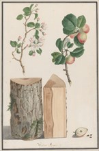 Studies of the trunk, blossoms and fruit of a wild apple tree (Malus sylvestris), 1788.