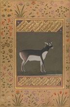 Black Buck, Folio from the Shah Jahan Album, recto: ca. 1615-20; verso: ca. 1530-50.