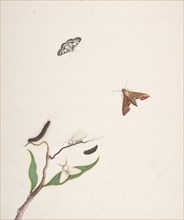 A Caterpillar and Two Moths on a Branch and Two Butterflies, early 18th-mid 18th century.