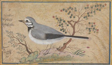 Study of a Bird, dated A.H. 1043/A.D. 1634.