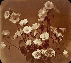 [Flower Study, Rose of Sharon], ca. 1854.
