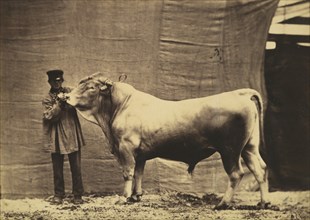 [Bull from Glane, Canton of Fribourg], 1856.