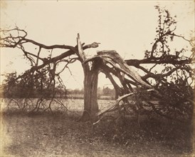 Oak Struck by Lightning, Badger, 1856., 1856.