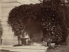 American Creeper, Blake House, 1860.