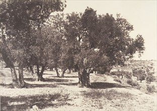 Jérusalem, Champ du sang, 1854.