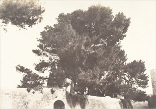 Jérusalem, Pins du Couvent arménien, 1854.