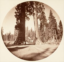 The Sentinels - Calaveras Grove, ca. 1878.